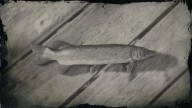 RDR2 Fish ChainPickerel