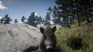 RDR2 Animal GiantBoar 3