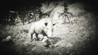 RDR2 Animal GiantBoar 4