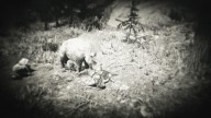 RDR2 Animal GiantBoar 5