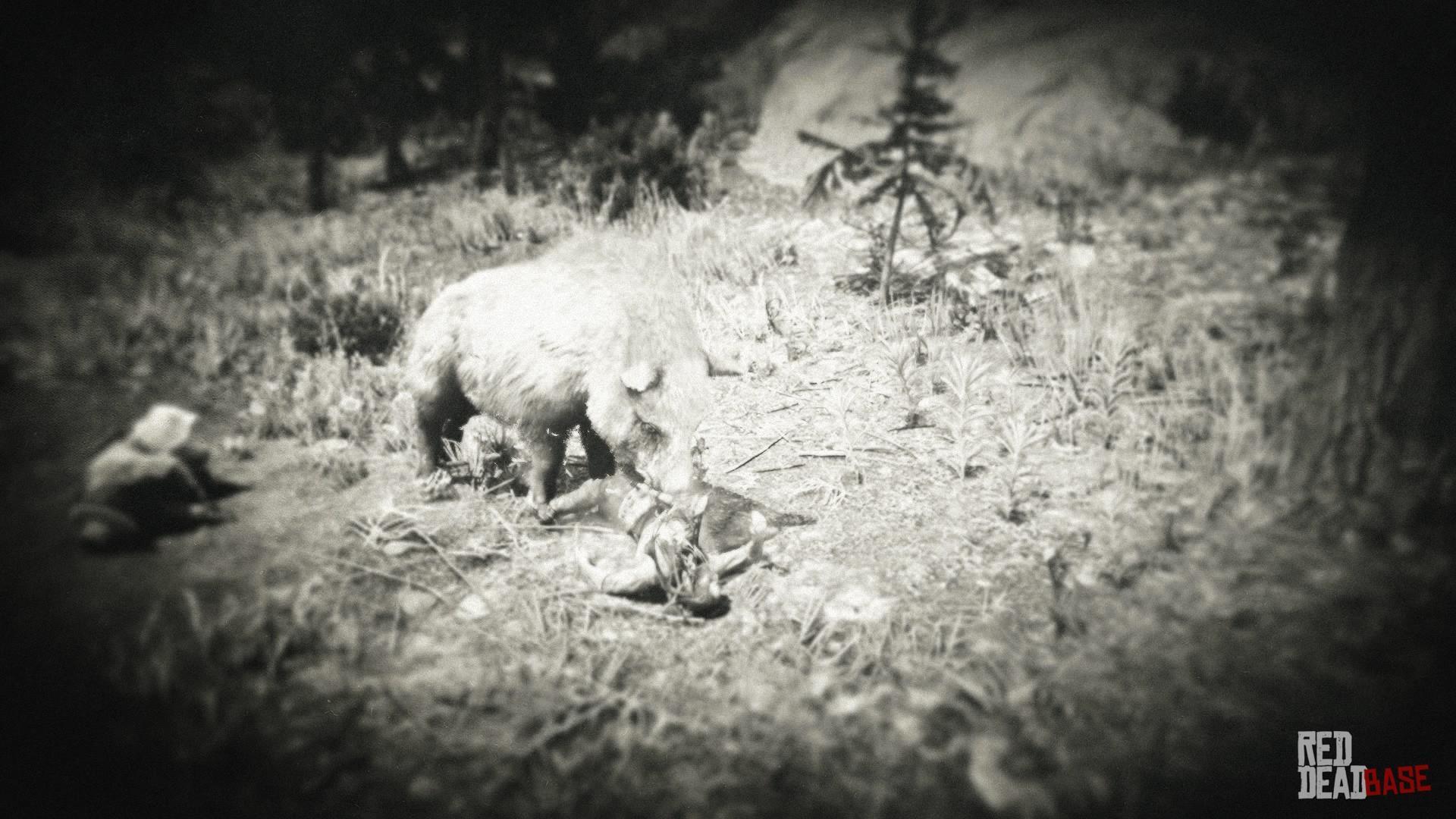 Giant Boar - Red Dead Redemption 2 Animals Species & Wildlife Database - Red Dead ...