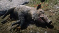 RDR2 Animal GiantBoar 7