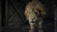 RDR2 Animal Lion 1