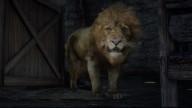 RDR2 Animal Lion 2