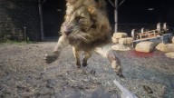 RDR2 Animal Lion 3