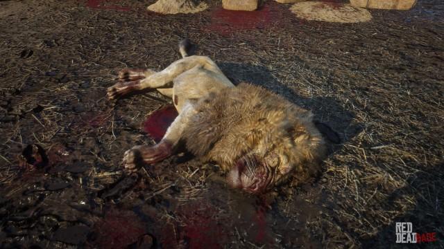 RDR2 Animal Lion 4