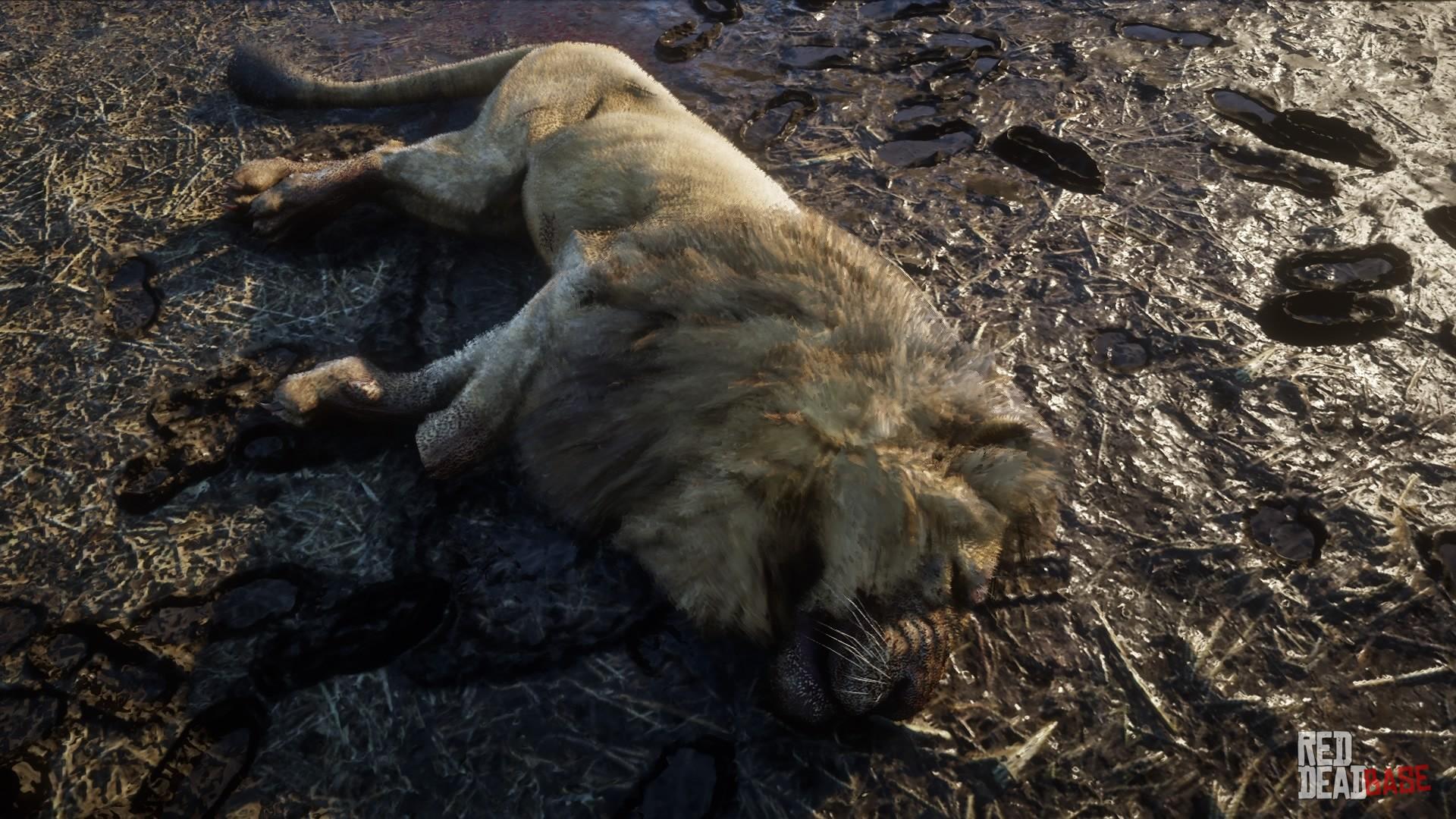 ligegyldighed Repaste kommando Lion | RDR2 Animals | Map Location & Where To Find