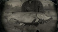 RDR2 Fish ChannelCatfish