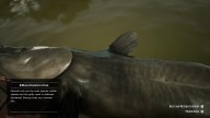 RDR2 Fish ChannelCatfish 2 1