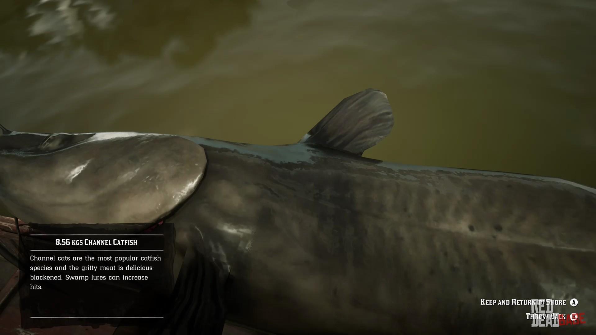 Легендарный сом. Rdr2 channel Catfish. Legendary giant Catfish РДР 2. Легендарный канальный сом rdr 2. Легендарный сом в РДР 2.