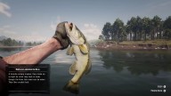 RDR2 Fish LargemouthBass 1