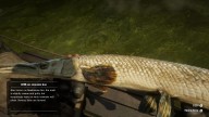 RDR2 Fish LongnoseGar 2 1