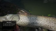 RDR2 Fish Muskie 2 1