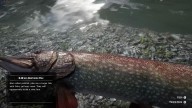 RDR2 Fish NorthernPike 2 1