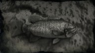 RDR2 Fish SmallmouthBass