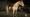 Rd r2 horses dutch warmblood cremello gold dutch warmblood 2 3076 360