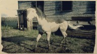 RDR2 Horses AmericanPaintHorse SplashedWhiteAmericanPaintHorse 2