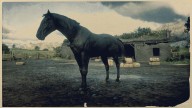 RDR2 Horses AmericanStandardbred BlackAmericanStandardbred 1