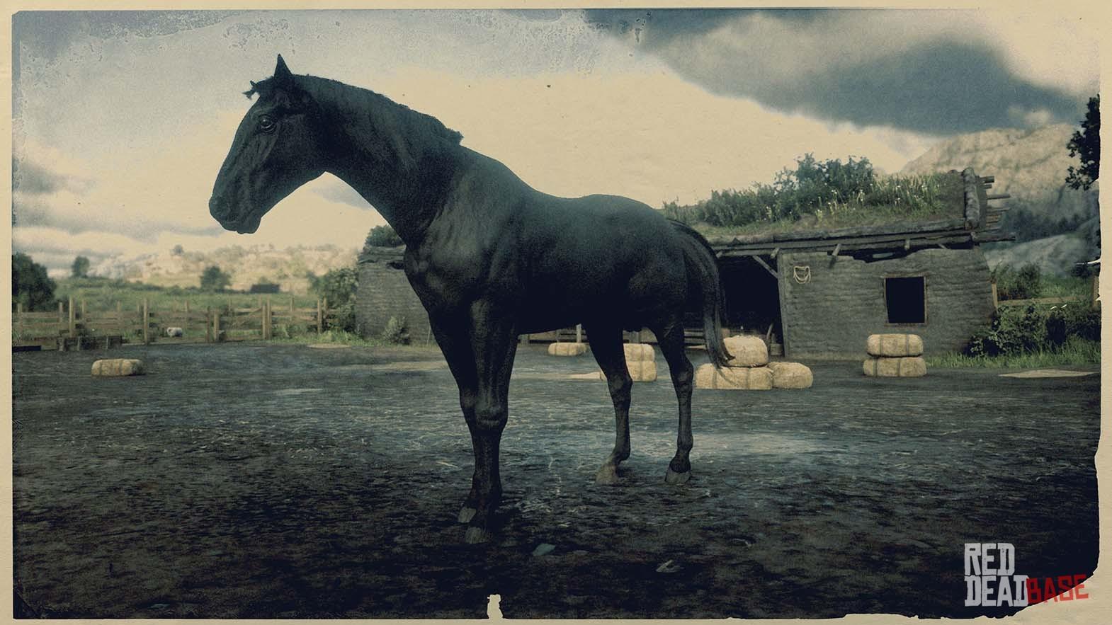 Black American Standardbred | RDR2 & Red Dead Online | Horses Database