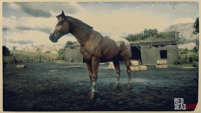 Appaloosa - RDR2 Horse Breed