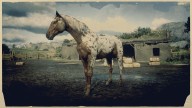 RDR2 Horses Appaloosa BrownLeopardAppaloosa 2