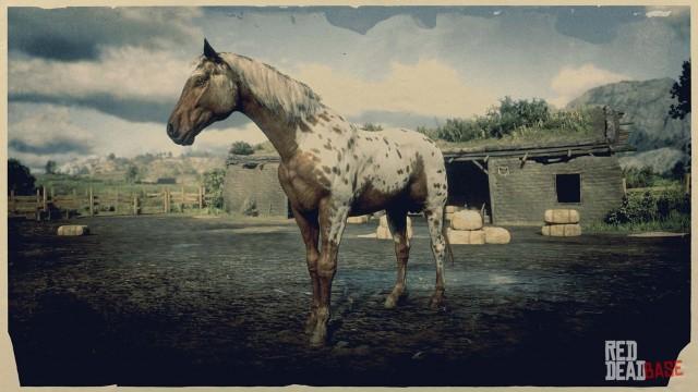 Brown Leopard Appaloosa - RDR2 Horse