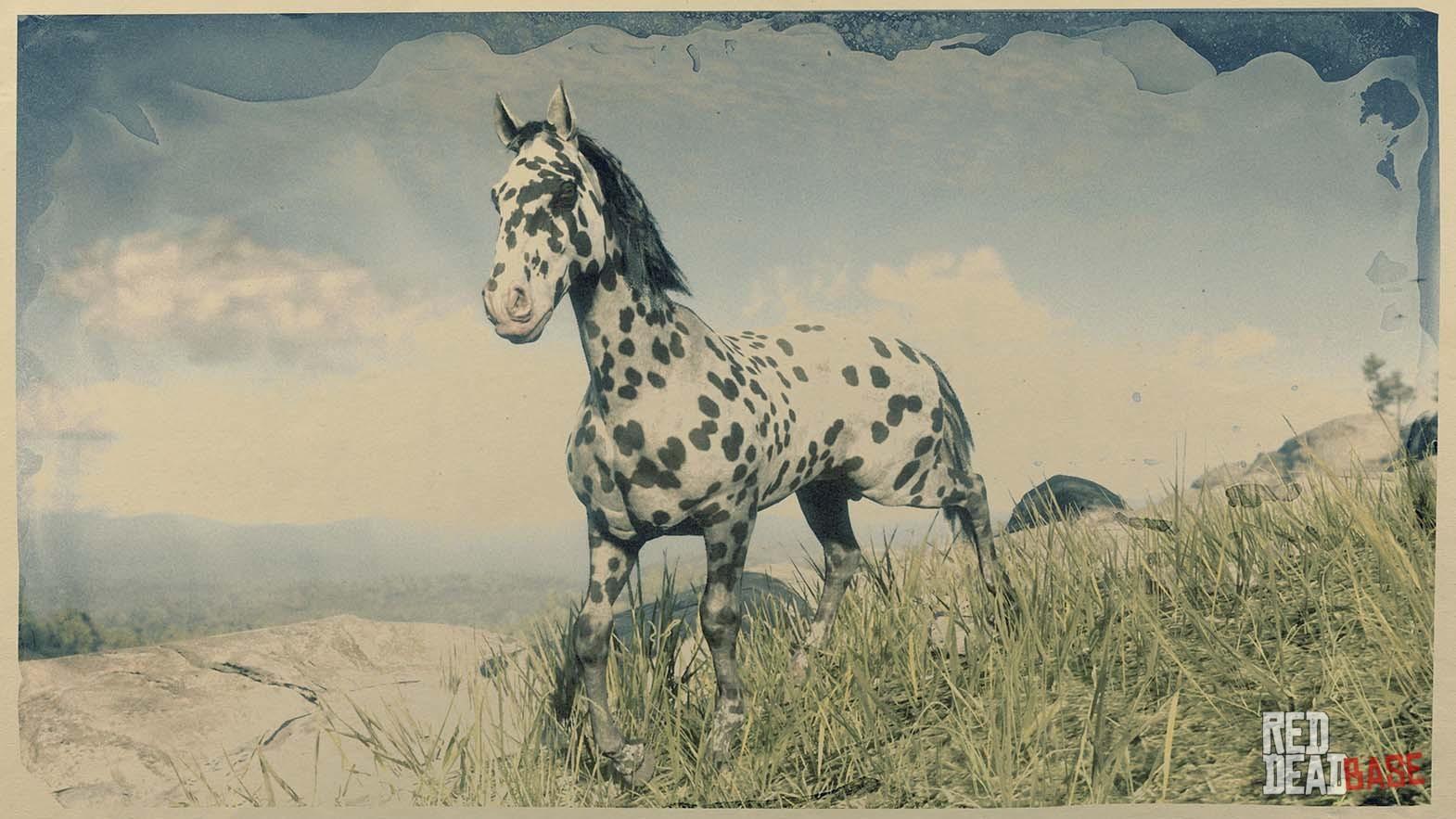 Appaloosa, Red Dead Wiki