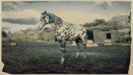 RDR2 Horses Appaloosa LeopardAppaloosa 25