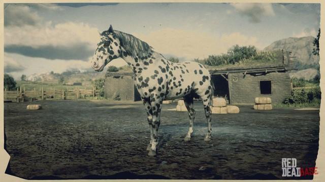 Leopard Appaloosa - RDR2 Horse