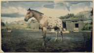 RDR2 Horses Appaloosa LeopardBlanketAppaloosa 2