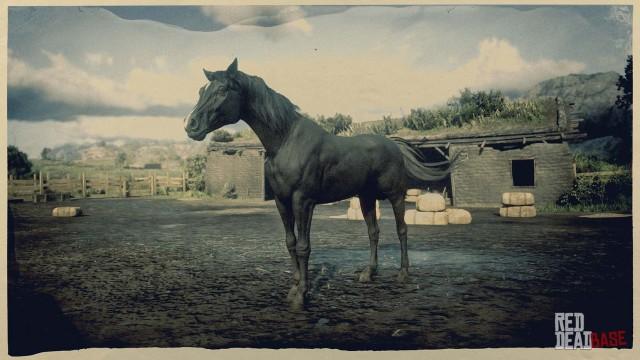 Black Arabian Horse - RDR2 Horse Black Arabian Horse - RDR2 Horse