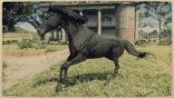 RDR2 Horses ArabianHorse BlackArabianHorse 2