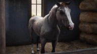 RDR2 Horses ArabianHorse RoseGreyBayArabianHorse