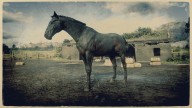 RDR2 Horses DutchWarmblood SealBrownDutchWarmblood 1