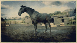 RDR2 Horses DutchWarmblood SealBrownDutchWarmblood 1