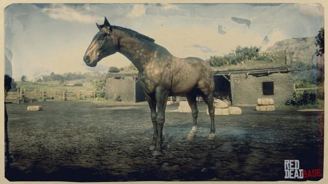 Sooty Buckskin Dutch Warmblood