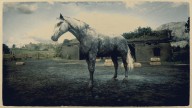 RDR2 Horses HungarianHalfbred DappleDarkGreyHungarianHalfbred 2