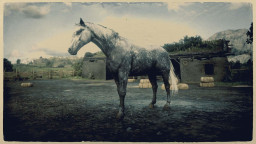 RDR2 Horses HungarianHalfbred DappleDarkGreyHungarianHalfbred 2