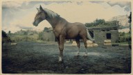 RDR2 Horses HungarianHalfbred FlaxenChestnutHungarianHalfbred 1