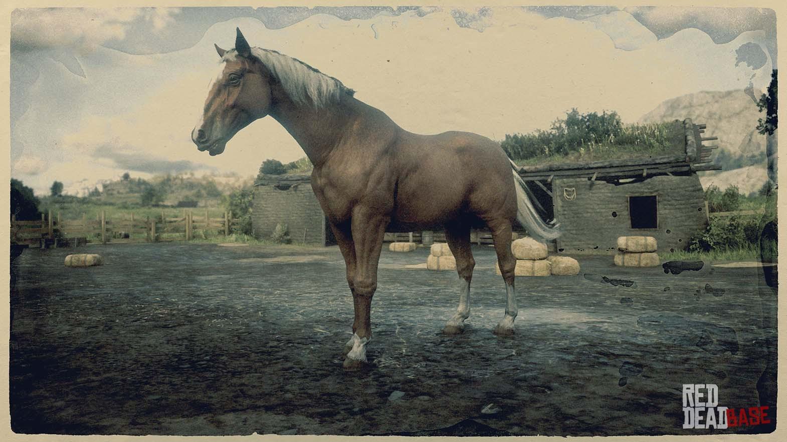 Ældre borgere reductor konsulent Hungarian Halfbred | RDR2 Horse Breeds Coats, Locations & Stats