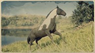 RDR2 Horses HungarianHalfbred PiebaldTobianoHungarianHalfbred 2