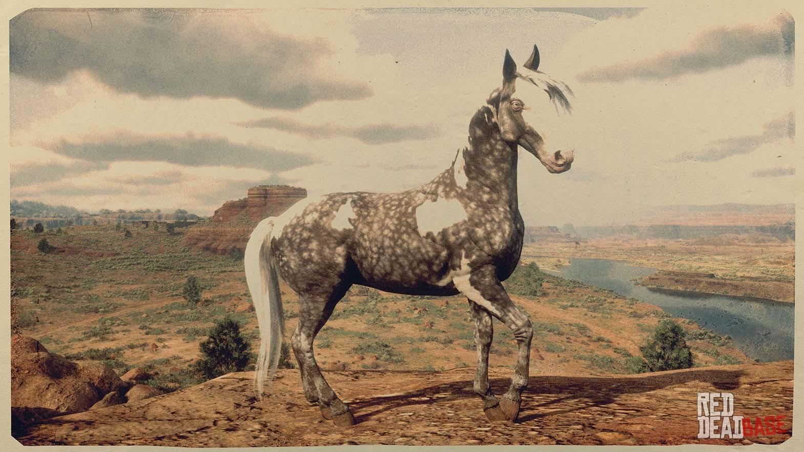 Silver Dapple Pinto Missouri Fox Trotter RDR2 Online Horse Stats Silver Dapple Pinto Missouri Fox Trotter RDR2 Online Horse Stats