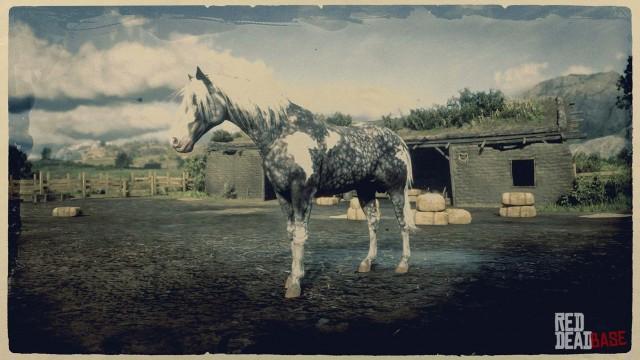 Missouri Fox Trotter - RDR2 Horse Breed