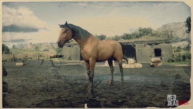 Bay Morgan Horse - RDR2 & Online Horse Stats & Locations Bay Morgan Horse - RDR2 & Online Horse Stats & Locations
