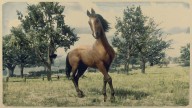 RDR2 Horses MorganHorse BayMorganHorse 2