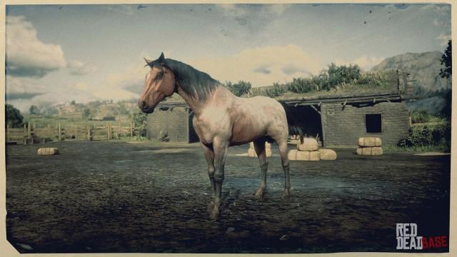 Bay Roan Morgan Horse