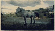 RDR2 Horses Mustang GrulloDunMustang 1