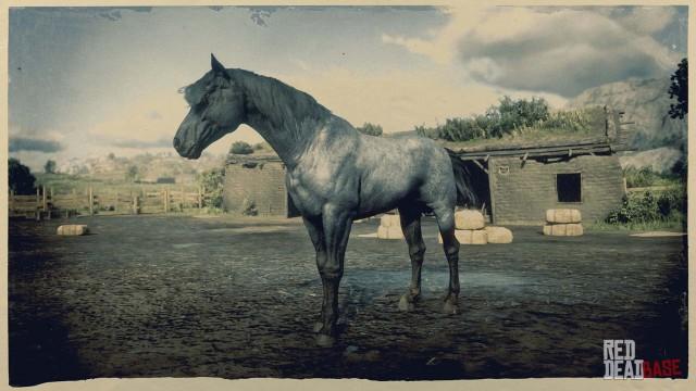 Nokota Horse - RDR2 Horse Breeds Coats, Locations & Stats Nokota Horse - RDR2 Horse Breeds Coats, Locations & Stats