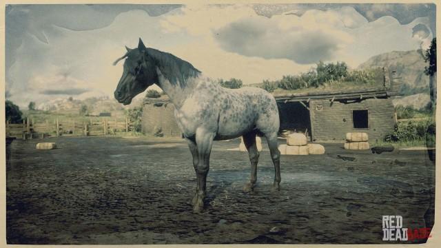 Reverse Dapple Roan Nokota Horse - RDR2 & Online Horse Stats & Locations Reverse Dapple Roan Nokota Horse - RDR2 & Online Horse Stats & Locations