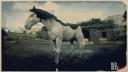 Splashed White American Paint Horse